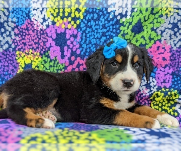 Medium Photo #3 Greater Swiss Mountain Dog Puppy For Sale in AIRVILLE, PA, USA