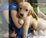 Small Photo #5 Golden Retriever Puppy For Sale in EVERETT, WA, USA