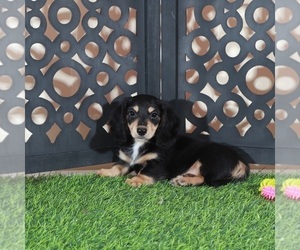 Dachshund Puppy for Sale in MOUNT VERNON, Ohio USA