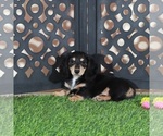 Image preview for Ad Listing. Nickname: Molly