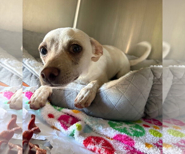 Medium Photo #1 Chiweenie Puppy For Sale in Amarillo, TX, USA