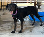 Small #2 Labrador Retriever Mix