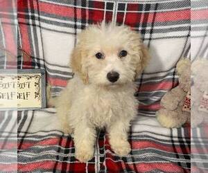 Poodle (Miniature)-Sheepadoodle Mix Puppy for sale in HOLMESVILLE, OH, USA