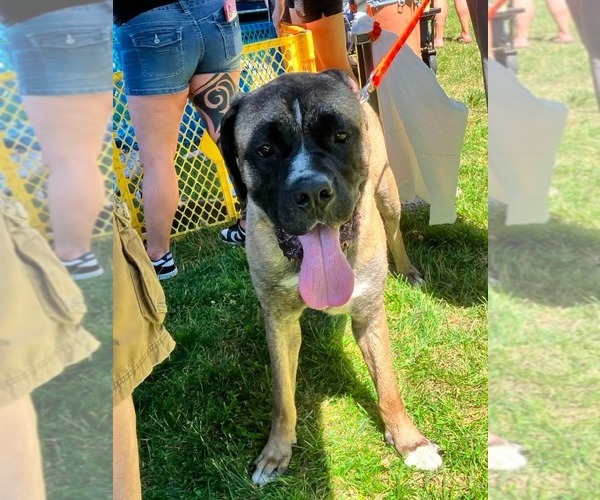 Medium Photo #19 Mastiff-Unknown Mix Puppy For Sale in Wenonah, NJ, USA
