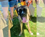 Small #18 Mastiff Mix