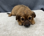 Small Photo #22 Chiweenie Puppy For Sale in SAINT AUGUSTINE, FL, USA
