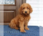 Small Goldendoodle (Miniature)