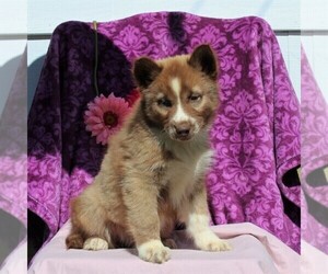 Siberian Husky Puppy for sale in KIRKWOOD, PA, USA