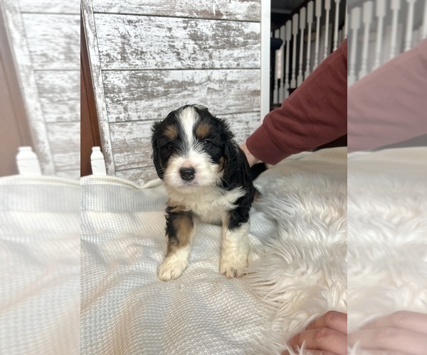 Medium Photo #14 Aussiedoodle Puppy For Sale in FREMONT, MI, USA