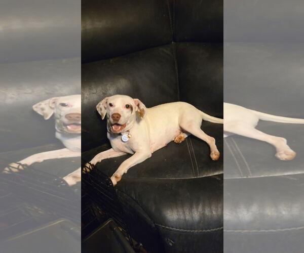 Medium Photo #2 Mutt Puppy For Sale in Topeka, KS, USA