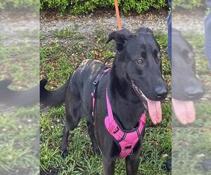 German Shepherd Dog Dogs for adoption in Fort Lauderdale, FL, USA