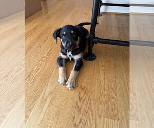 Siberian Husky-Unknown Mix Dogs for adoption in Holly Springs, NC, USA