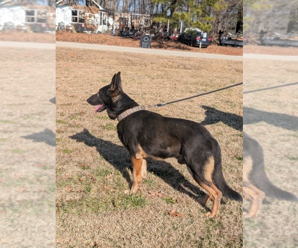 Medium Photo #1 German Shepherd Dog Puppy For Sale in BENSON, NC, USA