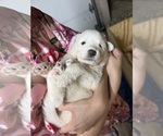 Small #7 Great Pyrenees