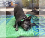 Small #4 French Bulldog