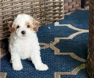 Poodle (Miniature) Puppy for sale in DOYLESTOWN, PA, USA