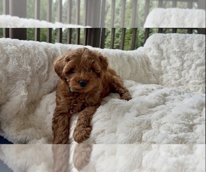 Medium Goldendoodle (Miniature)