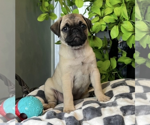 Medium Photo #5 Pug Puppy For Sale in FRANKLIN, IN, USA