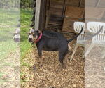 Small #7 American Pit Bull Terrier Mix