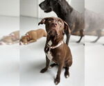 Small #1 Staffordshire Bull Terrier