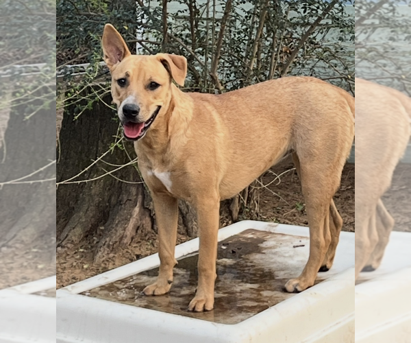 Medium Photo #5 Labrador Retriever-Unknown Mix Puppy For Sale in Fort Worth, TX, USA