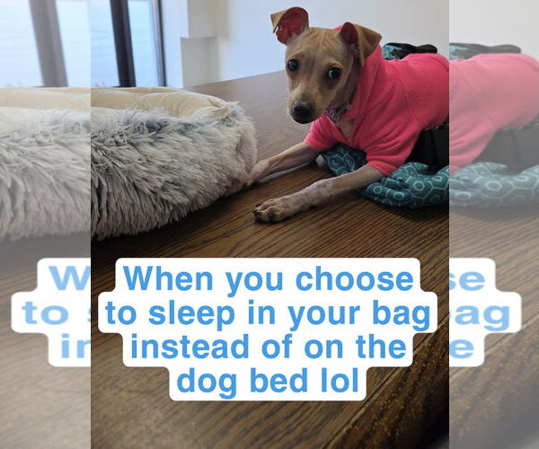 Medium Photo #7 Jack Chi Puppy For Sale in Princeton, MN, USA