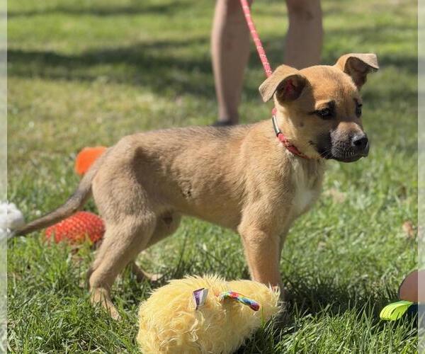 Medium Photo #3 Mutt Puppy For Sale in Yardley, PA, USA
