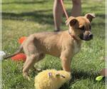 Small #2 Mutt
