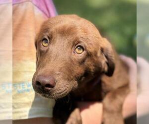 Labrador Retriever-Unknown Mix Dogs for adoption in Yardley, PA, USA