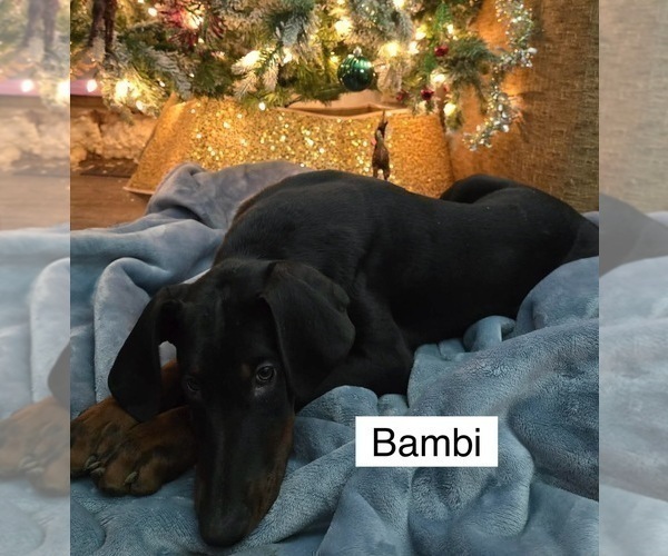 Medium Photo #3 Doberman Pinscher Puppy For Sale in POMEROY, OH, USA