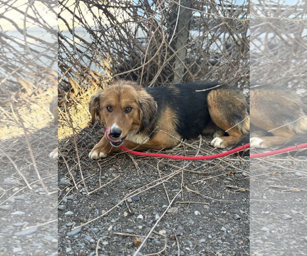 Medium Photo #4 Mutt Puppy For Sale in Las Vegas, NM, USA