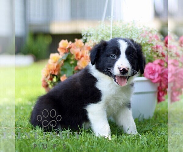 Medium Photo #3 Border Collie Puppy For Sale in QUARRYVILLE, PA, USA