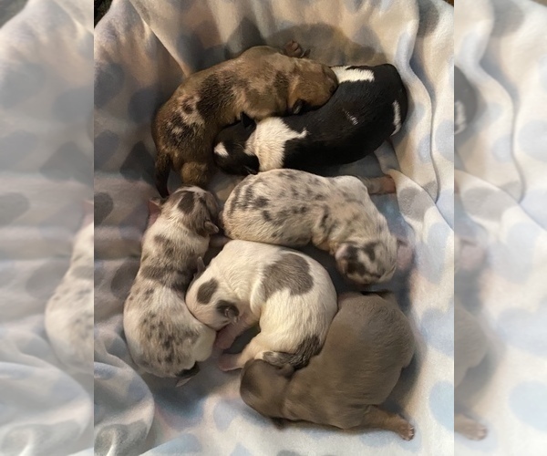 Medium Photo #2 Bullhuahua-Chihuahua Mix Puppy For Sale in RAWSONVILLE, MI, USA