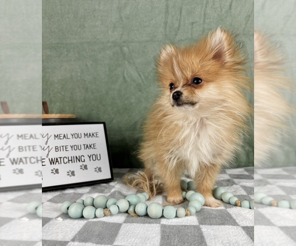 Medium Photo #4 Pomeranian Puppy For Sale in INDIANAPOLIS, IN, USA