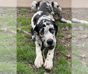 Great Dane Dogs for adoption in HUNTINGTON, WV, USA