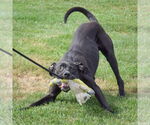 Small #10 American Staffordshire Terrier Mix