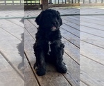 Small Photo #3 Miniature Australian Shepherd-Miniature Bernedoodle Mix Puppy For Sale in BLUE SPRINGS, MO, USA