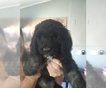 Puppy 8 Greater Swiss Mountain Dog-Poodle (Standard) Mix