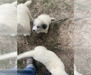 Great Pyrenees Puppy for sale in RICHTON, MS, USA