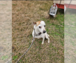 Small #4 Jack Russell Terrier Mix