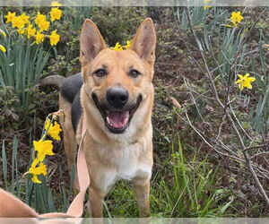 German Shepherd Dog-Unknown Mix Dogs for adoption in McKinleyville, CA, USA