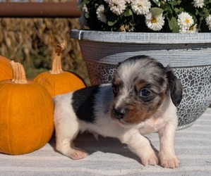 Medium Dachshund