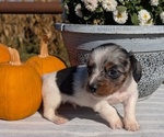 Puppy Kona Dachshund