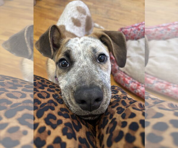 Medium Photo #2 Mutt Puppy For Sale in Sandy, UT, USA