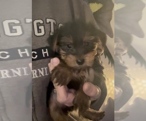 Yorkshire Terrier Puppy for sale in VIRGINIA BEACH, VA, USA