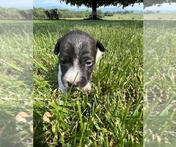 Medium Photo #6 Rat Terrier Puppy For Sale in HARRISONBURG, VA, USA
