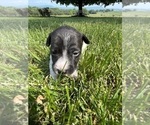 Small Photo #6 Rat Terrier Puppy For Sale in HARRISONBURG, VA, USA
