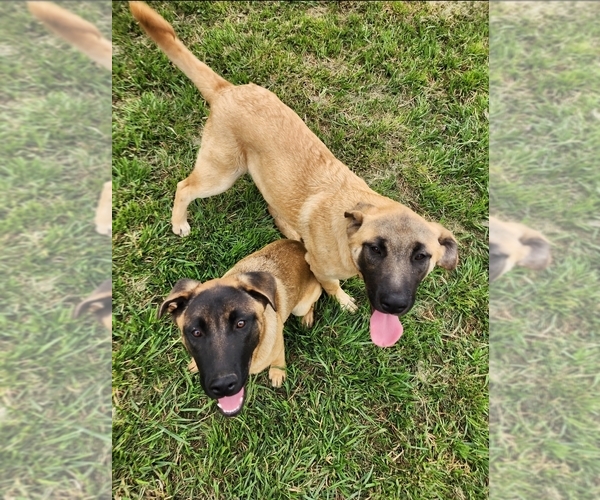 Medium Photo #16 Akita-German Shepherd Dog Mix Puppy For Sale in GRANTS PASS, OR, USA