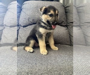 German Shepherd Dog Puppy for sale in YUCCA VALLEY, CA, USA