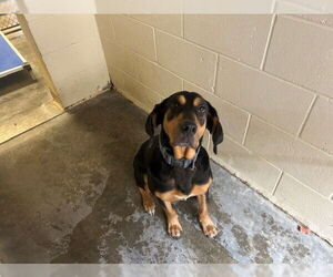 Black and Tan Coonhound Dogs for adoption in Ocala, FL, USA
